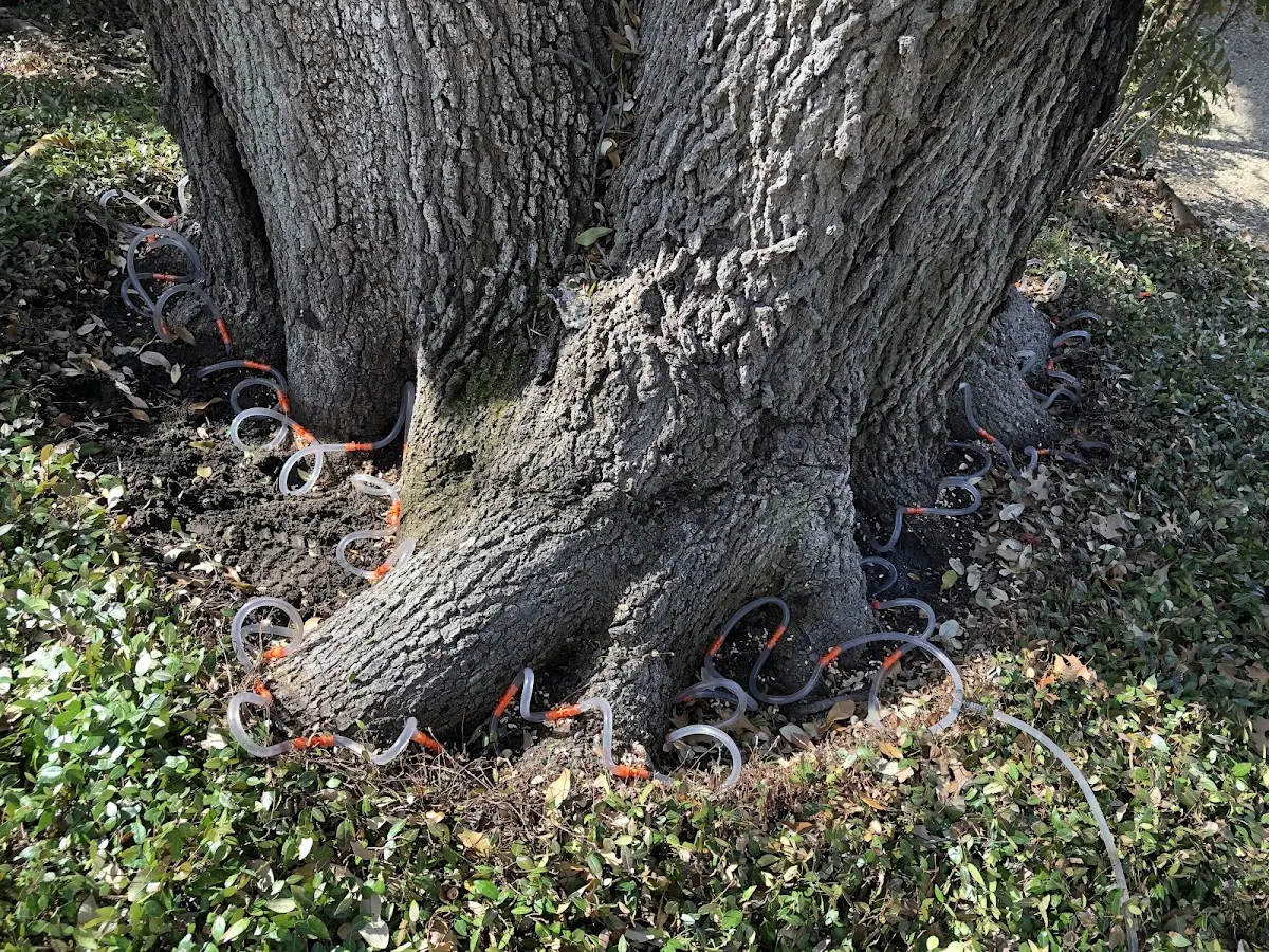 Detailed Tree Cabling and Bracing job site in Raymondville